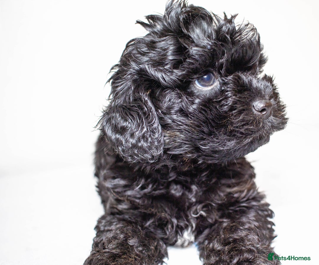 Mixed Breed dogs for sale: Havapoo. Best dogs ever. - Advert 10