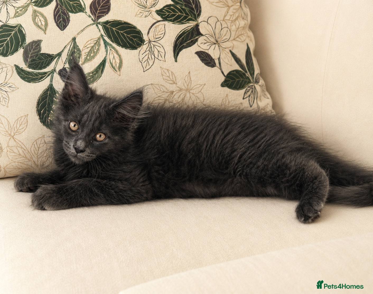 Maine Coon cats 1 stunning blue boy remaining  main pic - Advert 2