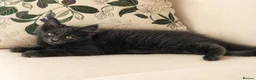 Maine Coon cats for sale: Price drop  - Advert 7