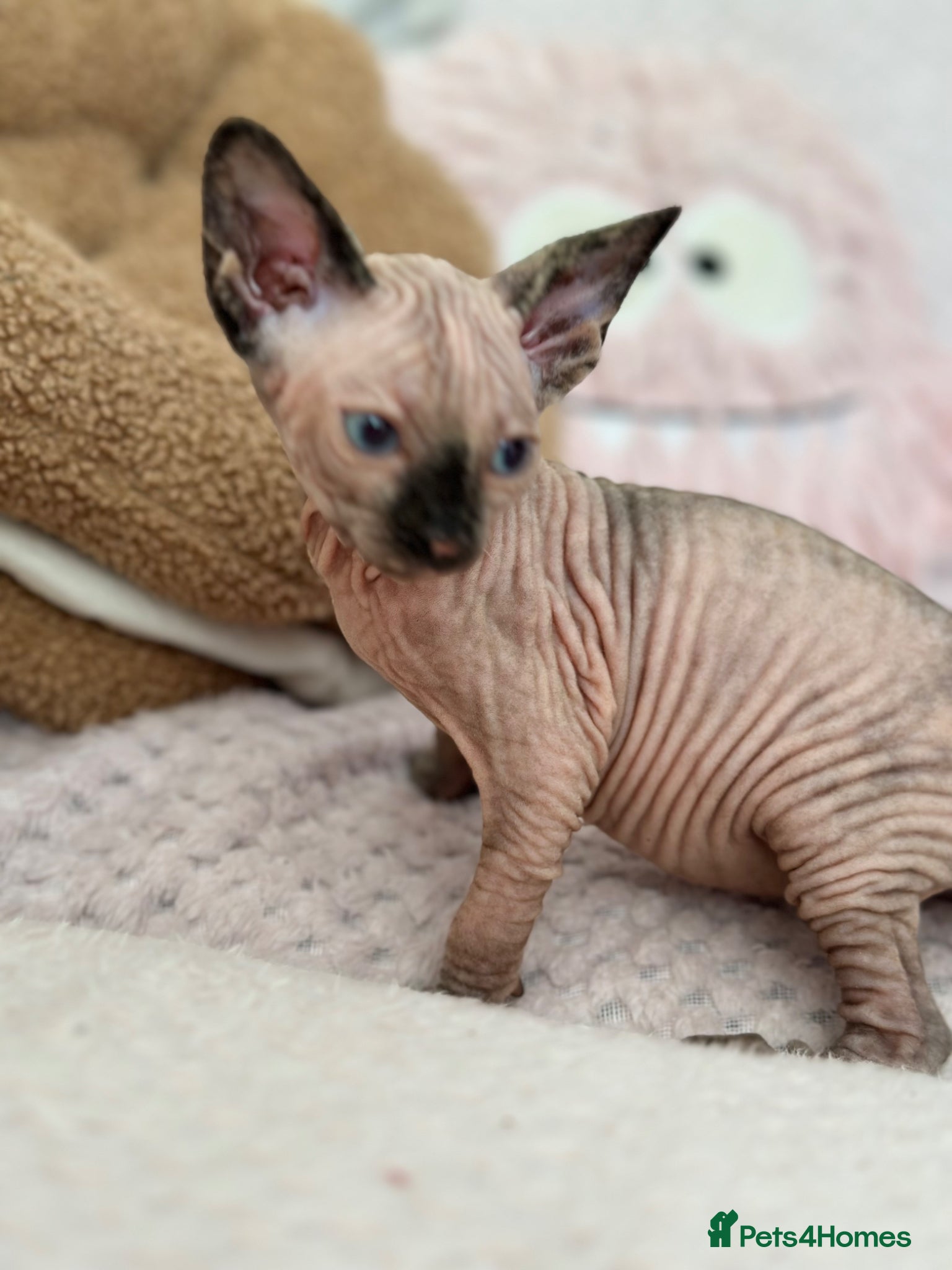 Sphynx cats Canadian sphynx kittens  - Advert 1