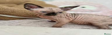 Sphynx Kitten 3