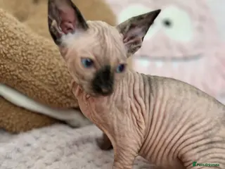 Sphynx cats Canadian sphynx kittens - Advert 1