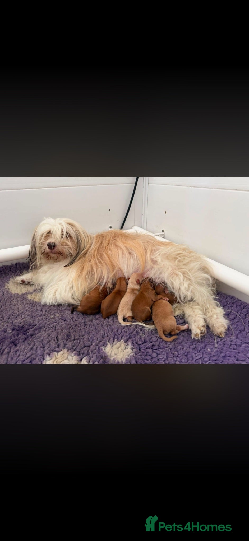 Havanese dogs Stunning KC Registered Havanese Puppies - Advert 1