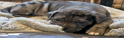 Cane Corso dogs for sale: Merle and brindle cane corso - Advert 19