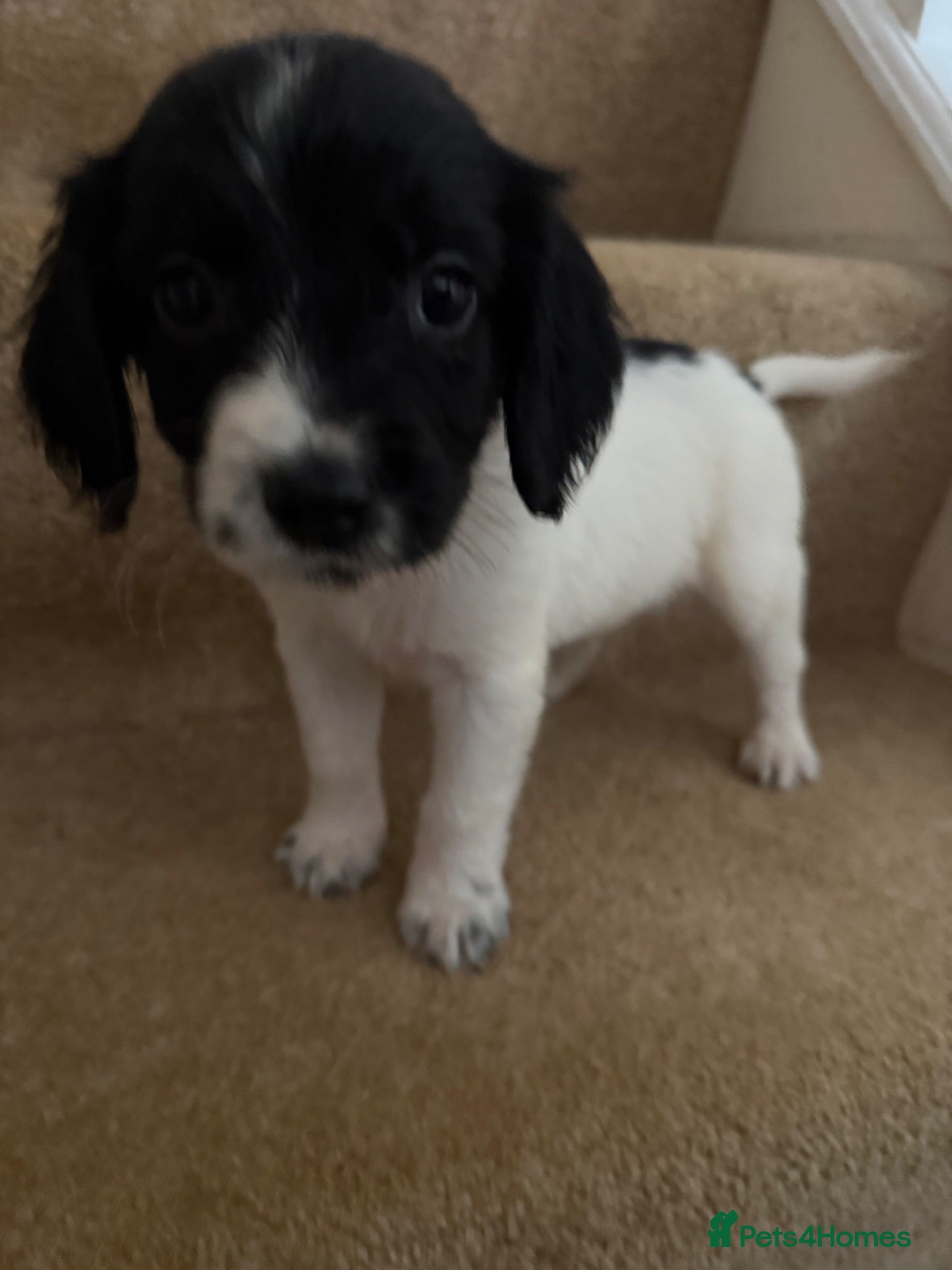 Cocker Spaniel dogs ‘Update’ last 2 boys left cocker spaniels  - Advert 1