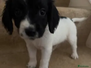 Cocker Spaniel dogs ‘Update’ last 2 boys left cocker spaniels - Advert 6