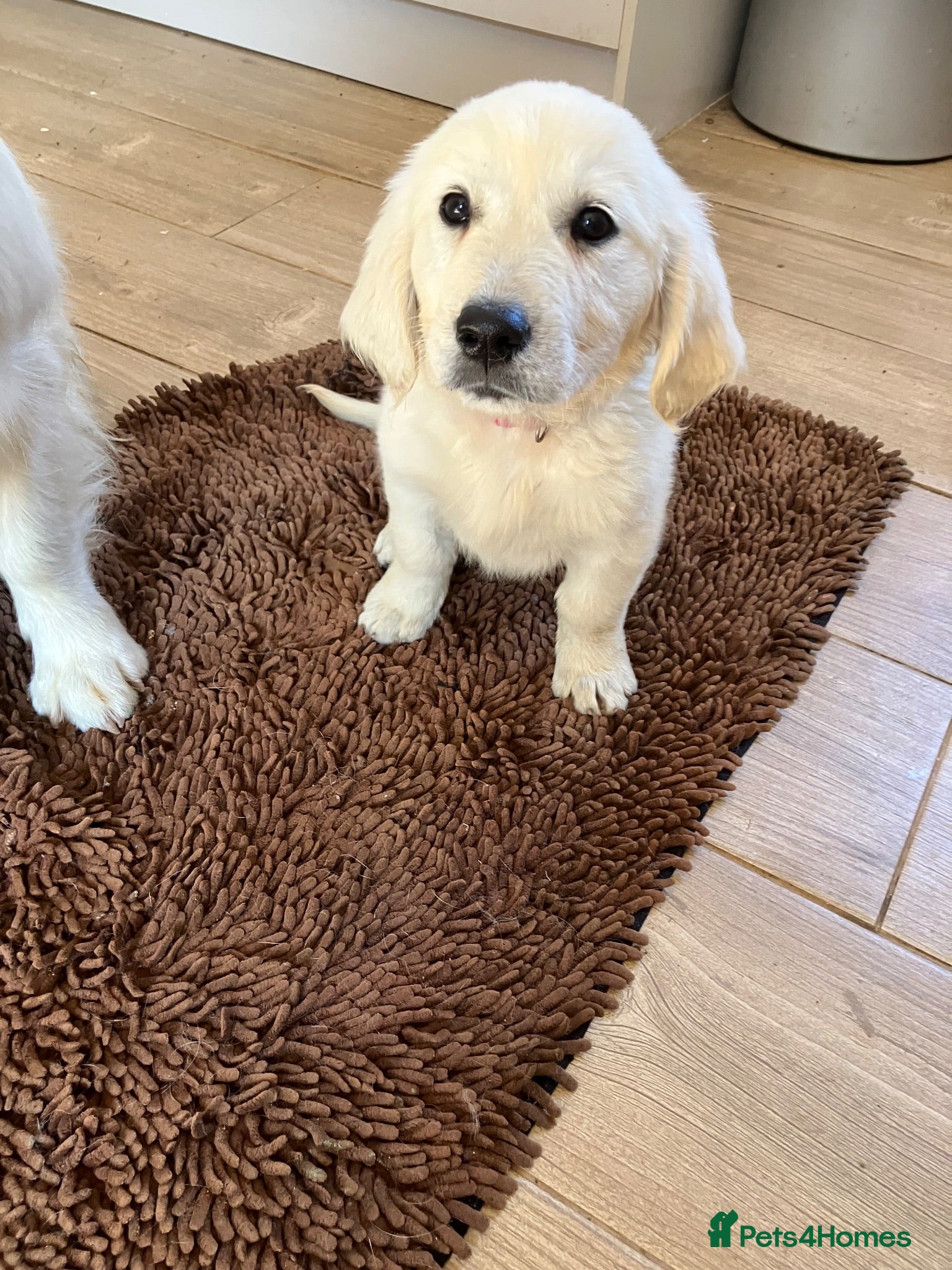 Golden Retriever dogs Kc beautiful girl  - Advert 6