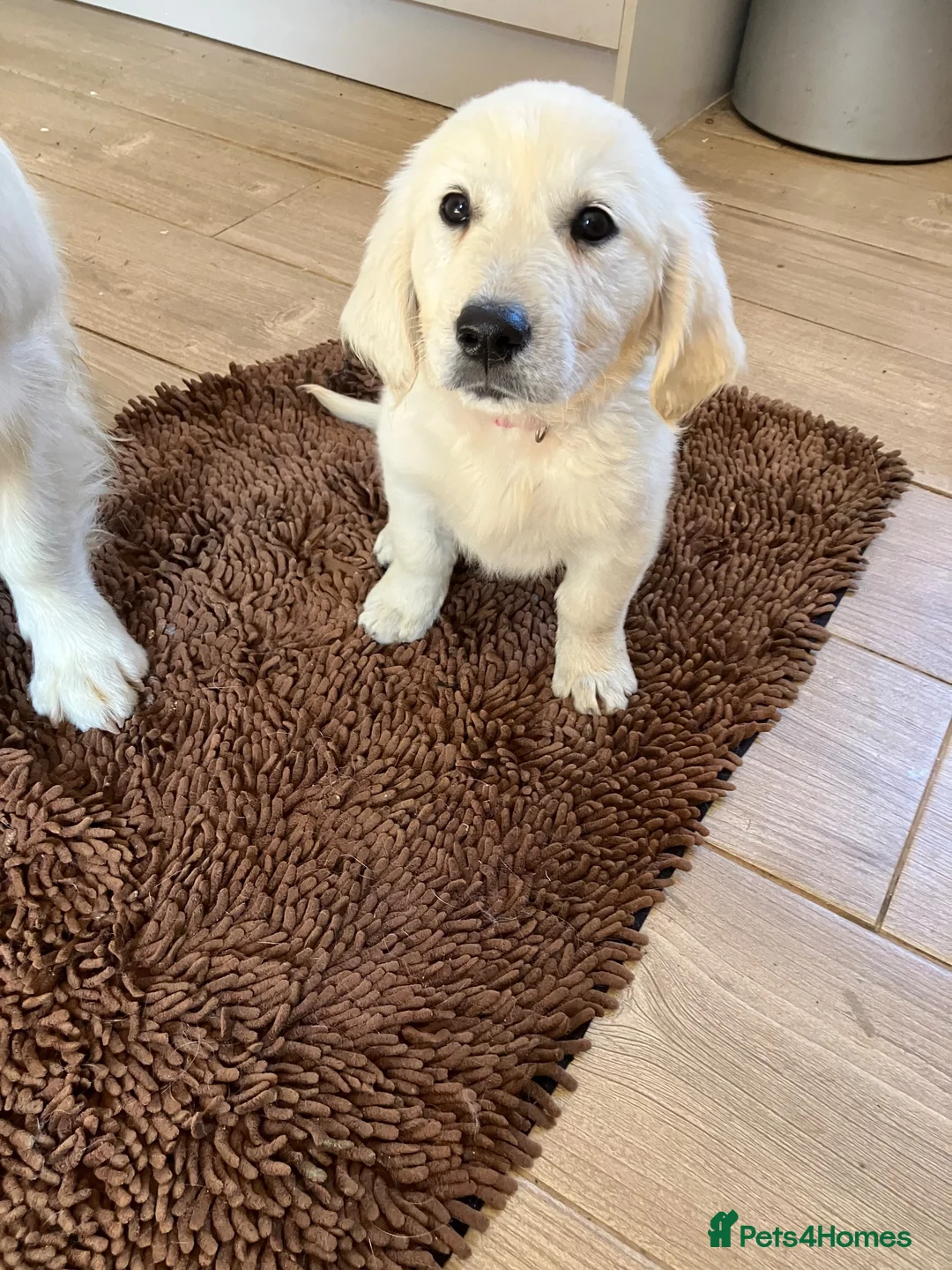 Golden Retriever dogs for sale: Kc beautiful girl  - Advert 1