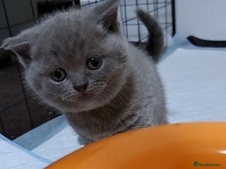 British Shorthair cats British Shorthair Blue | ONE KITTEN IS AVAILABLE - Advert 1