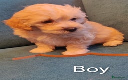 Poochon dogs for sale: Beautiful Pooches puppies  - Image 7