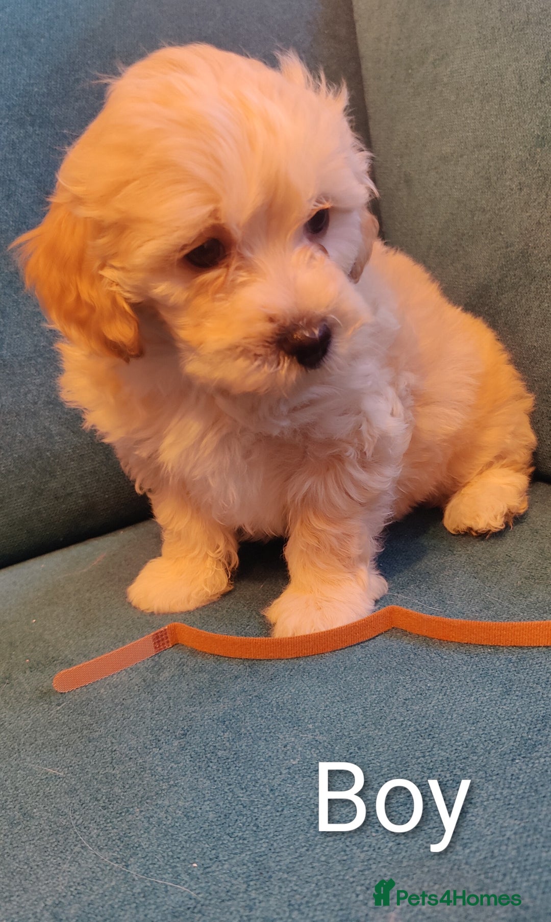Poochon dogs for sale: Beautiful Pooches puppies  - Image 7