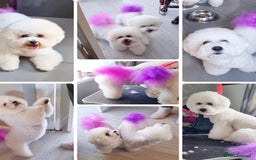 Poochon dogs for sale: Poochon puppies  - Image 4