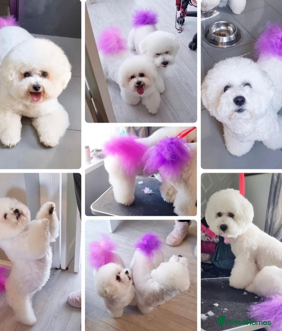 Poochon dogs for sale: Poochon puppies  - Image 4