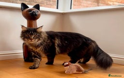 Maine Coon cats for sale: Beautiful Maine Coon Male - Image 8