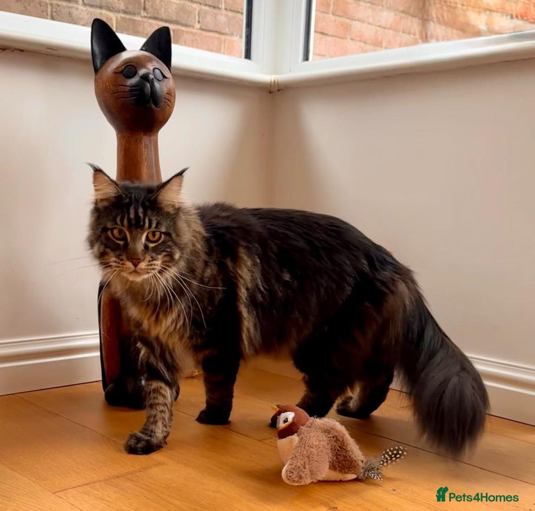 Maine Coon cats for sale: Beautiful Maine Coon Male - Image 8