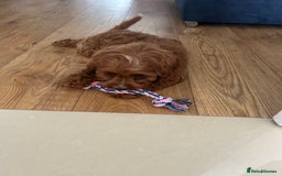 Cavapoo dogs for sale: **REHOME- F1 miniature cavapoo  - Image 6