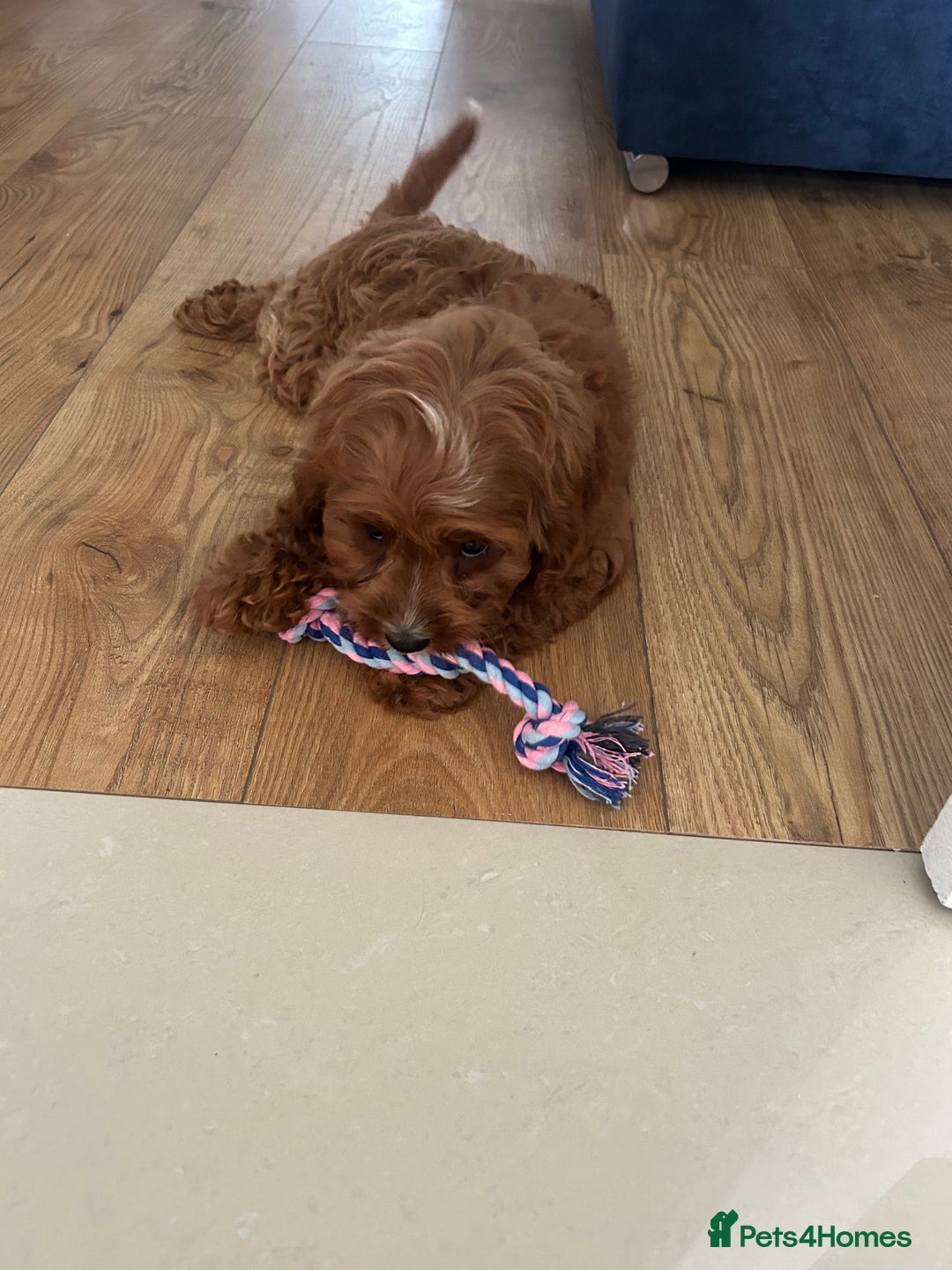 Cavapoo dogs for sale: **REHOME- F1 miniature cavapoo  - Image 6