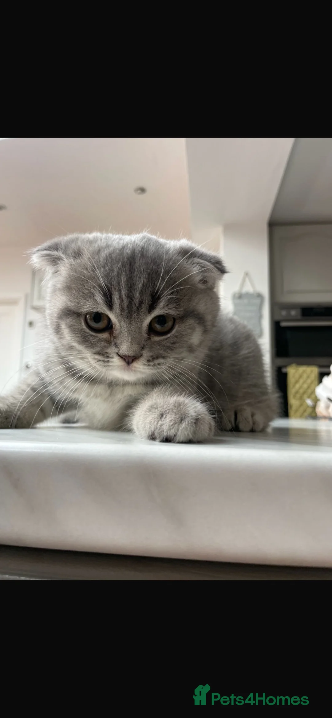 Mixed Breed cats for sale: 5 Beautiful Kittens Ready For Loving Homes - Advert 2