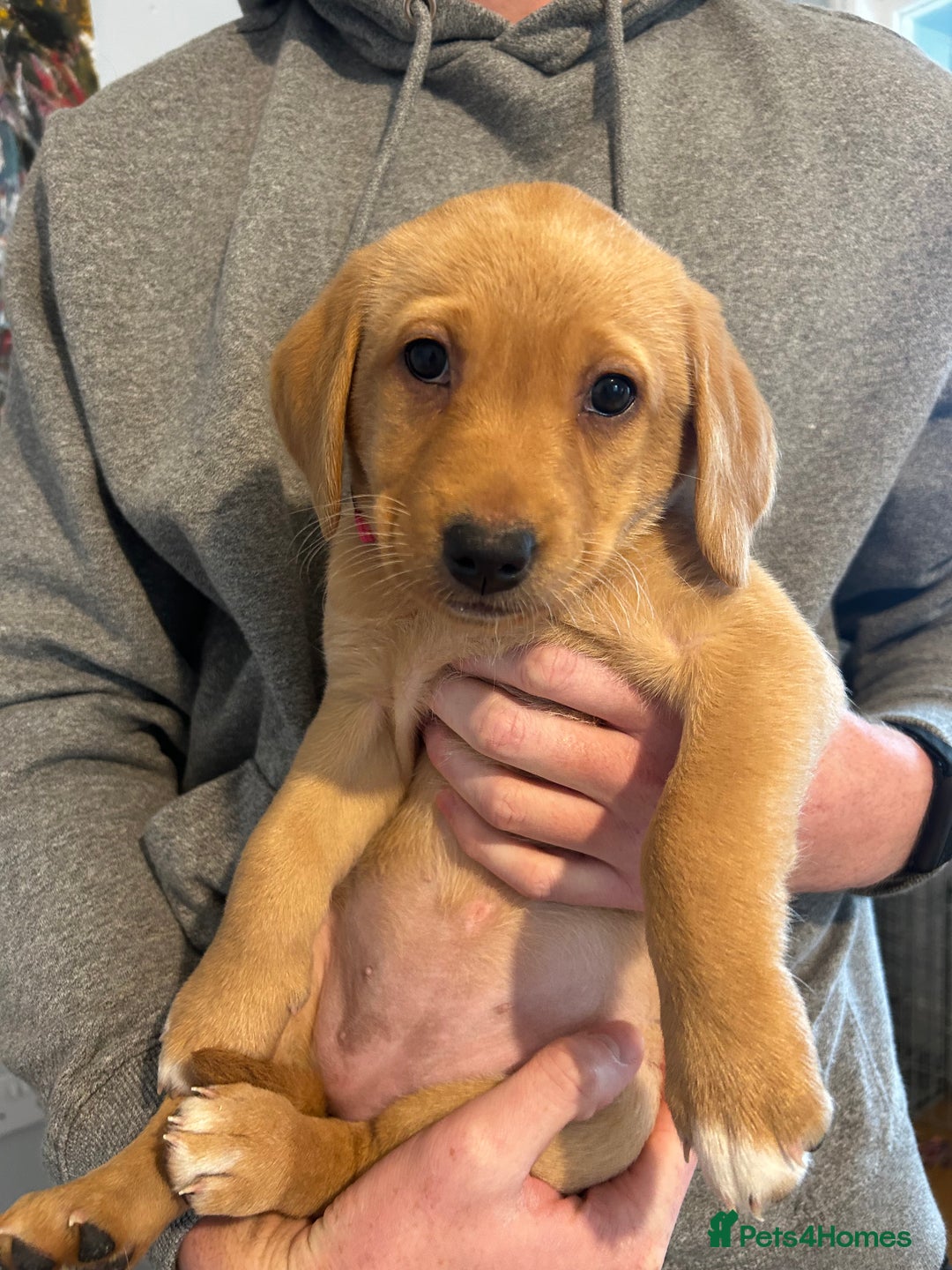 Labrador Retriever dogs for sale: Beautiful Labrador Puppies - Advert 9