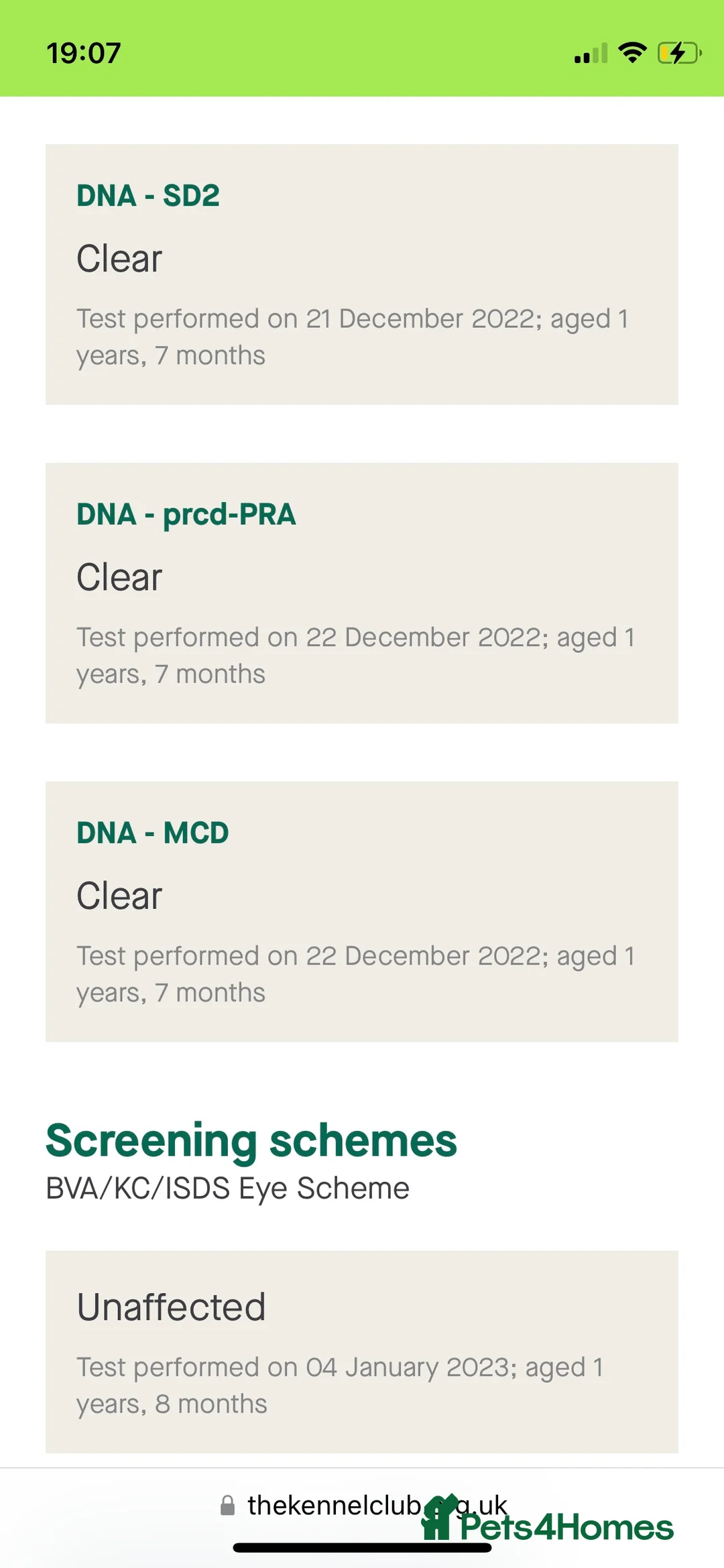 Labrador Retriever dogs for stud: Working KC Labrador for stud in Holmfirth - Advert 4