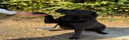 Labrador Retriever dogs for sale: Black Labrador  - Advert 1