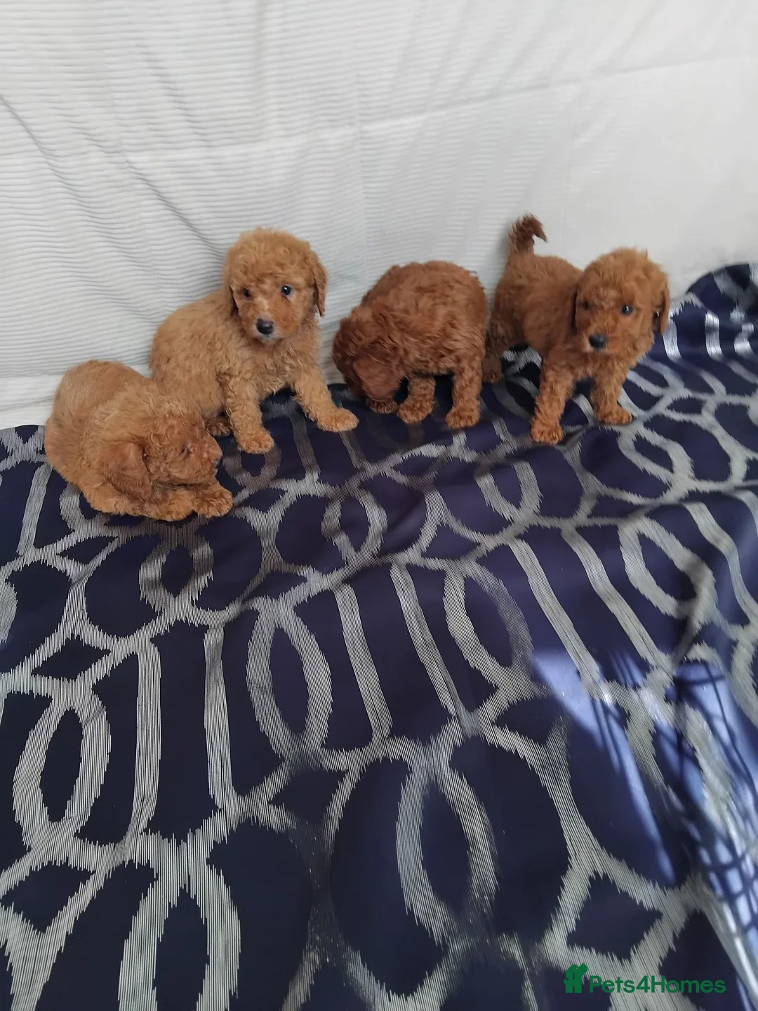Cavapoo dogs for sale: Beautiful cavapoo puppies  - Advert 2