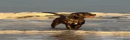 Cane Corso dogs for sale: Cane Corso puppies authentic old Italian bloodline in Newcastle upon Tyne - Advert 3