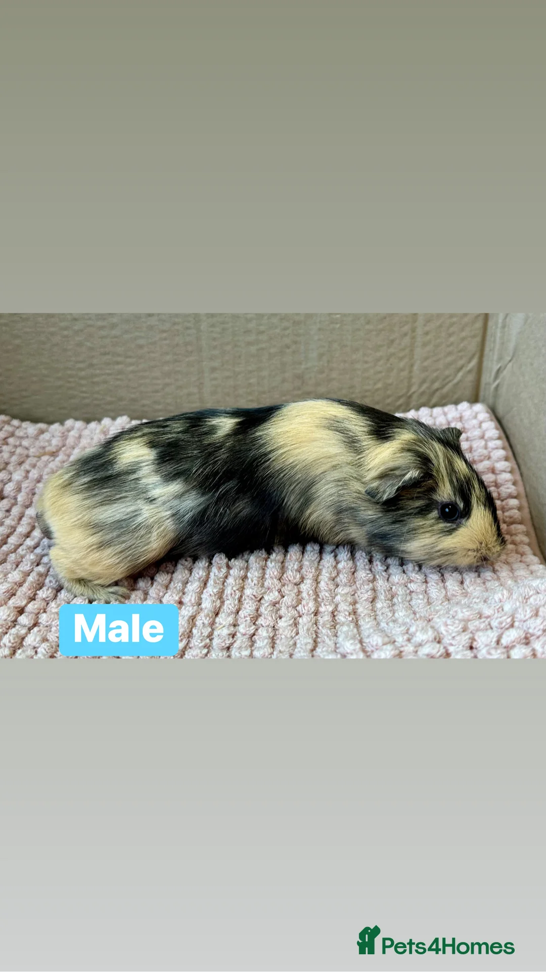 Guinea Pig rodents for sale: Young Guinea pigs  - Advert 15