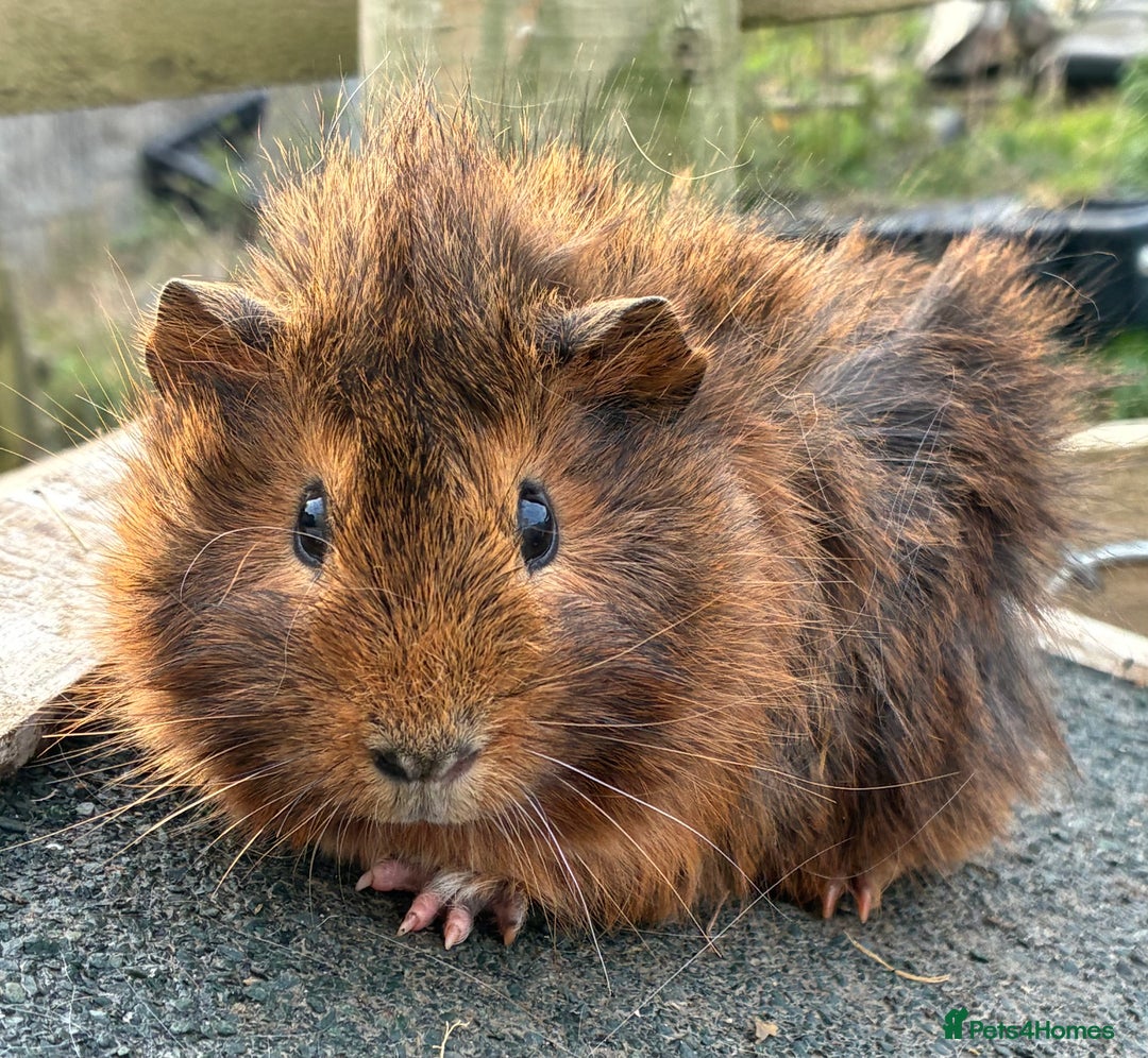 Guinea Pig rodents for sale: Beautiful baby guinea pigs - Advert 4