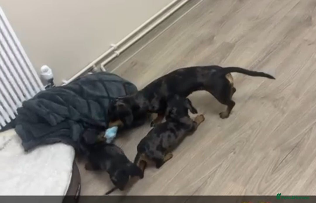 Dachshund dogs for sale: Mini dapple dachunds  - Image 6