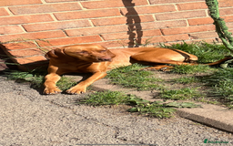 Hungarian Vizsla dogs for sale: Beautiful Hungarian viszla pups - Image 4