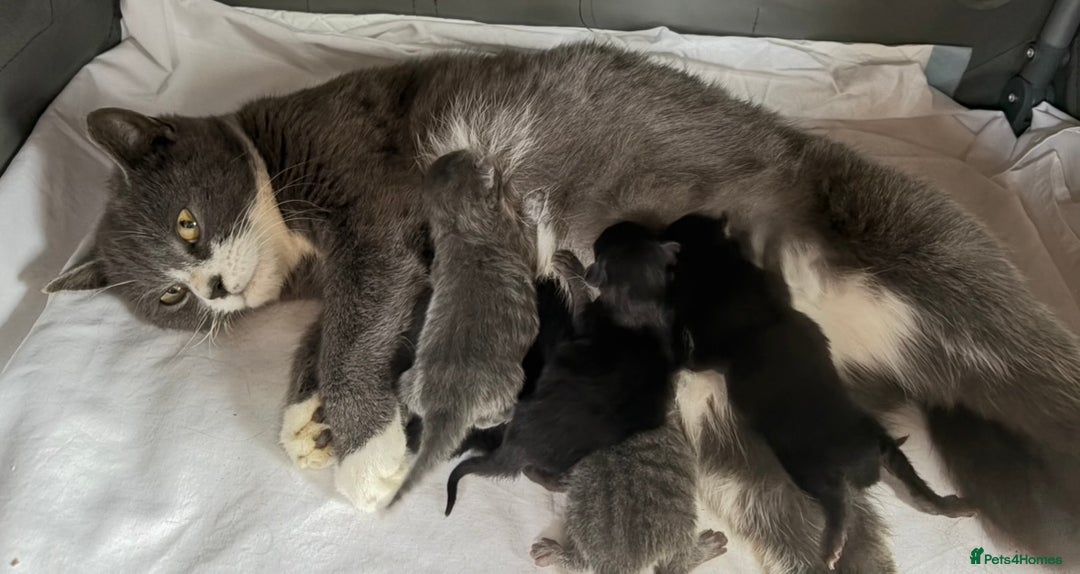 British Shorthair cats for sale: British Shorthair Kittens. - Advert 21