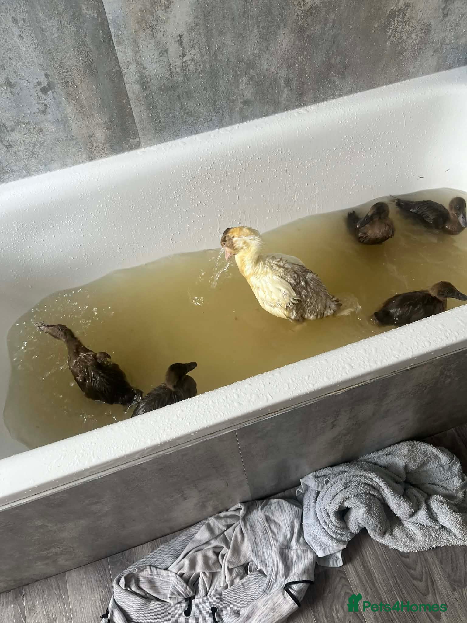 Ducks poultry Khaki Campbell Ducklings – Quality Bloodlines!  - Advert 1