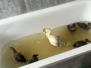 Ducks poultry for sale: Khaki Campbell Ducklings – Quality Bloodlines! - Advert 2