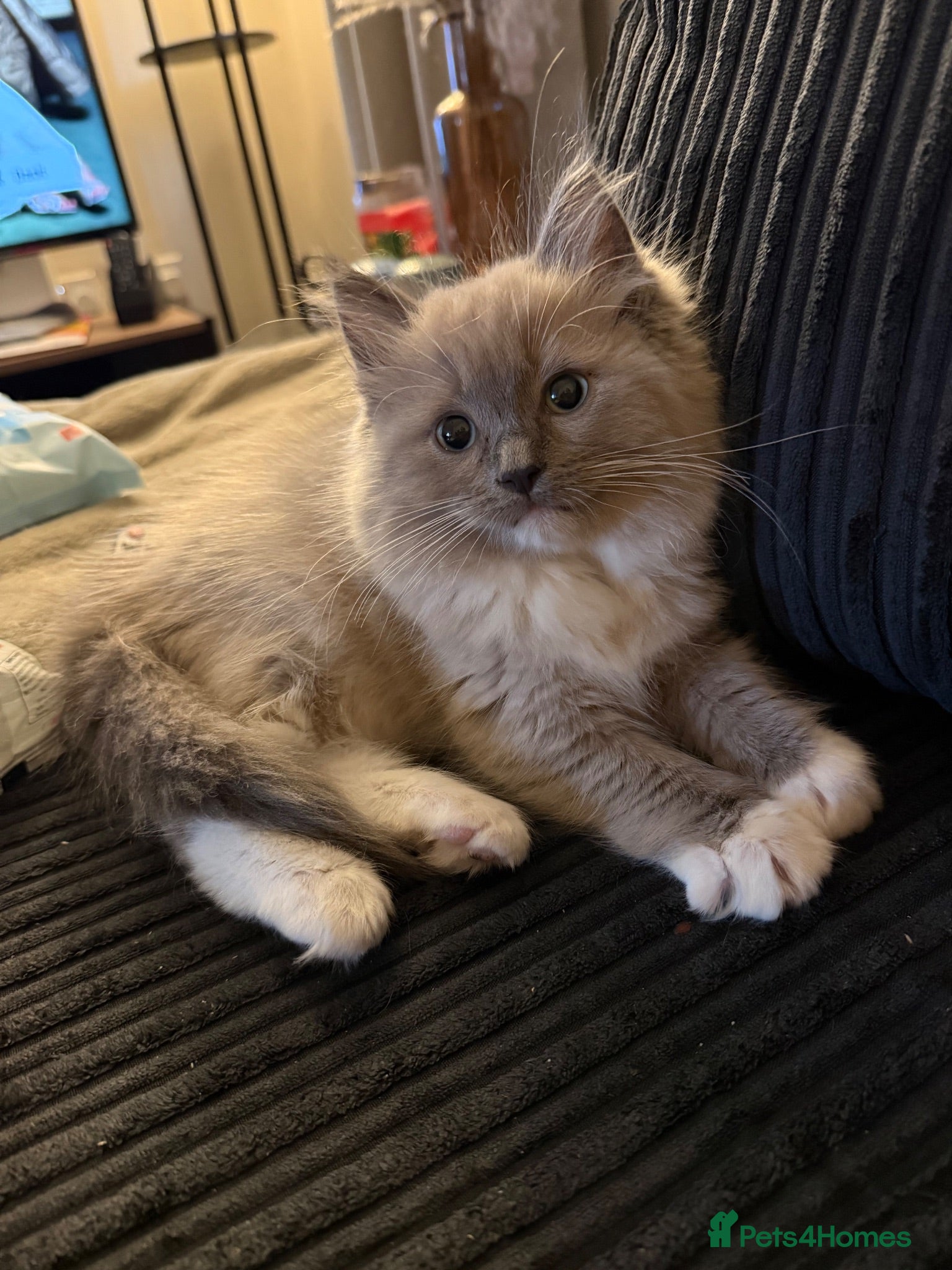 Ragdoll cats Tica Blue Mink Mitted Kittens Ready to go! - Advert 11