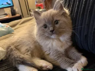 Ragdoll cats Tica Blue Mink Mitted Kittens Ready to go! - Advert 1