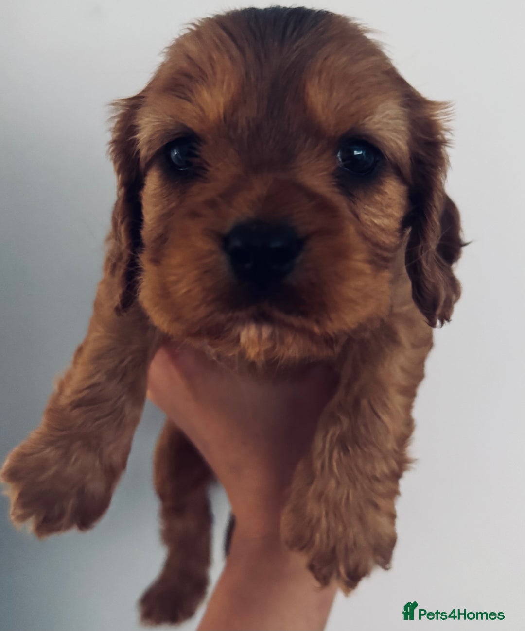 Cockalier dogs for sale: Beautiful f1 fully health tested cockaliers - Image 5