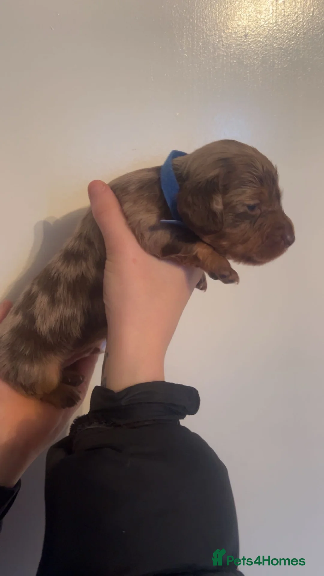 Miniature Dachshund dogs for sale: ‼️ LAST 3 READY TO LEAVE NOW ‼️ - Advert 12