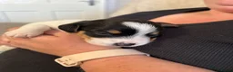 Mixed Breed dogs for sale: One male and one female cross Jack Russell in Loughborough - Advert 9