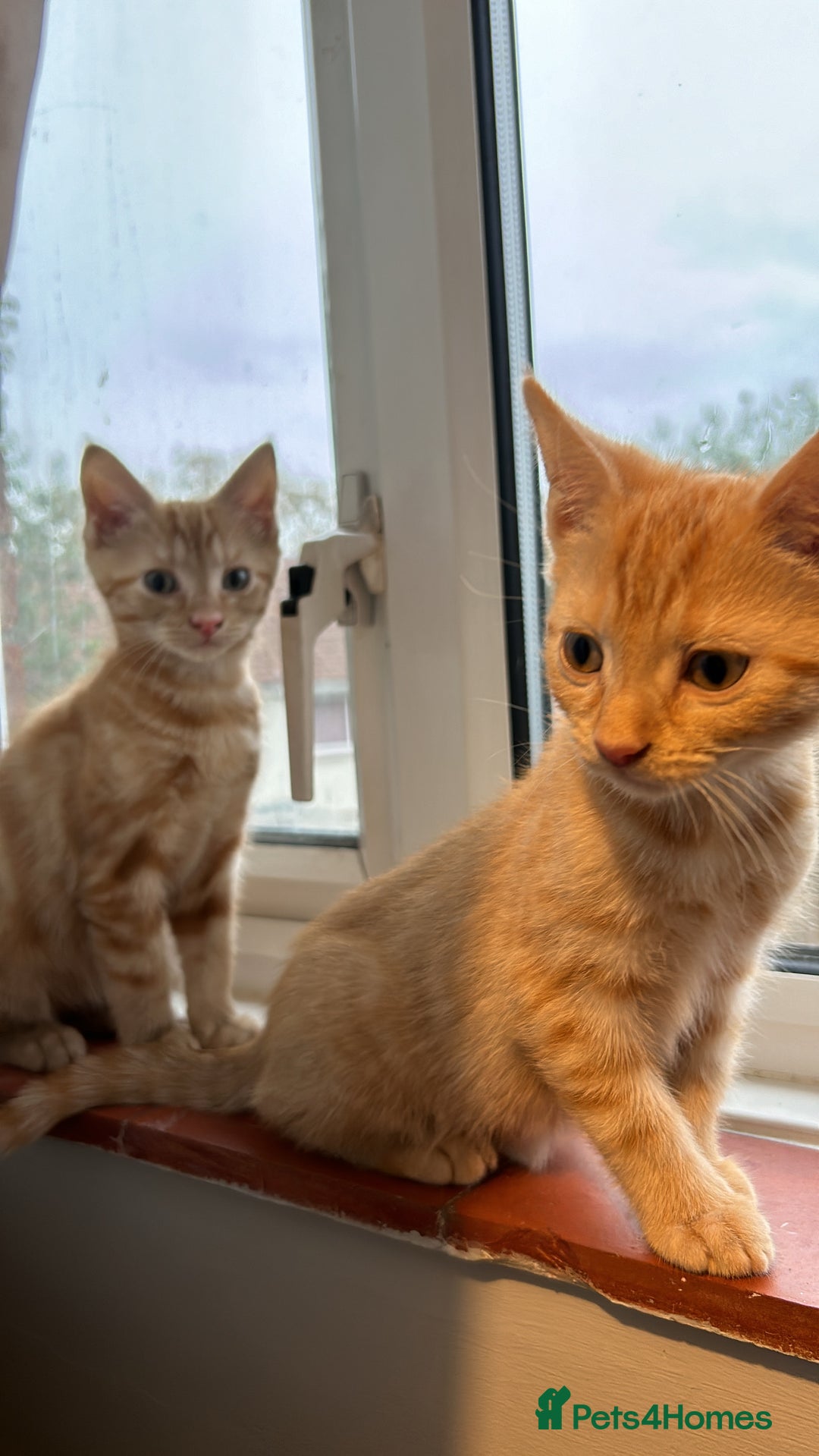 Domestic Shorthair cats for sale: 3 ginger kittens  - Image 2