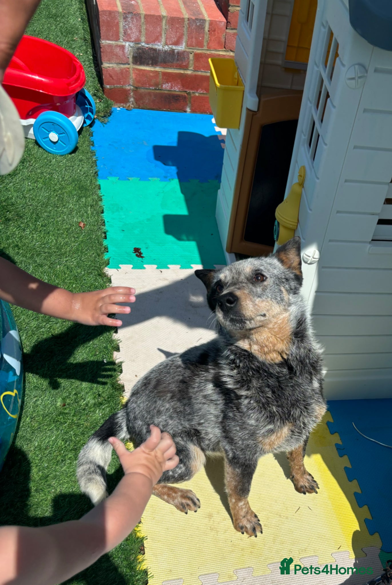 Australian Cattle Dog dogs Australian cattle bitch for sale  - Advert 2