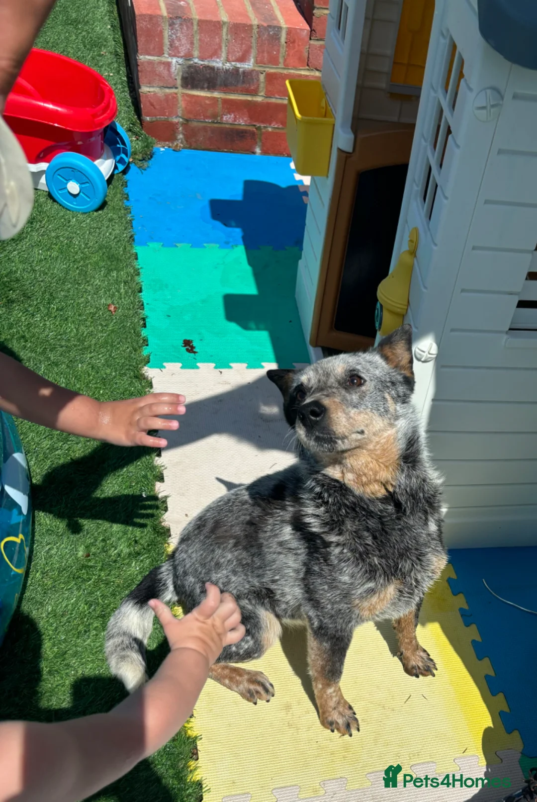 Australian Cattle Dog dogs for sale: Australian cattle bitch for sale  in Sittingbourne - Advert 1