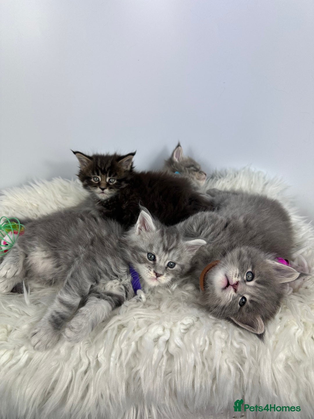 Maine Coon cats for sale: 6 Gorgeous Pure Breed Maine Coon Kittens - Advert 16