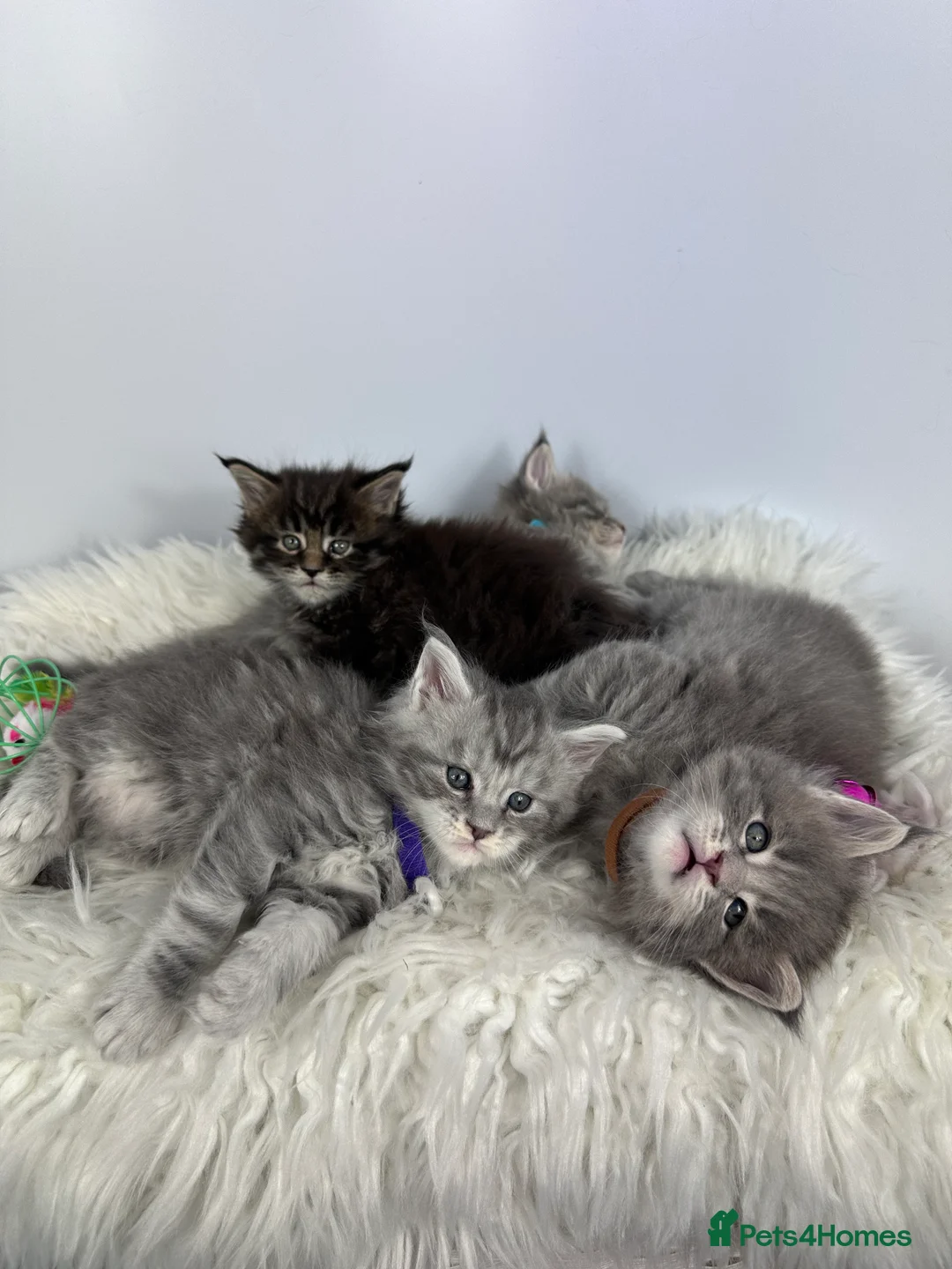 Maine Coon cats for sale: ✨Last 2 Gorgeous Pure Breed Maine Coon Kittens✨ - Advert 22