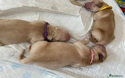 Golden Retriever dogs for sale: 🐾Sweet Golden Retriever Puppies-5 generation KC🐾 - Image 11