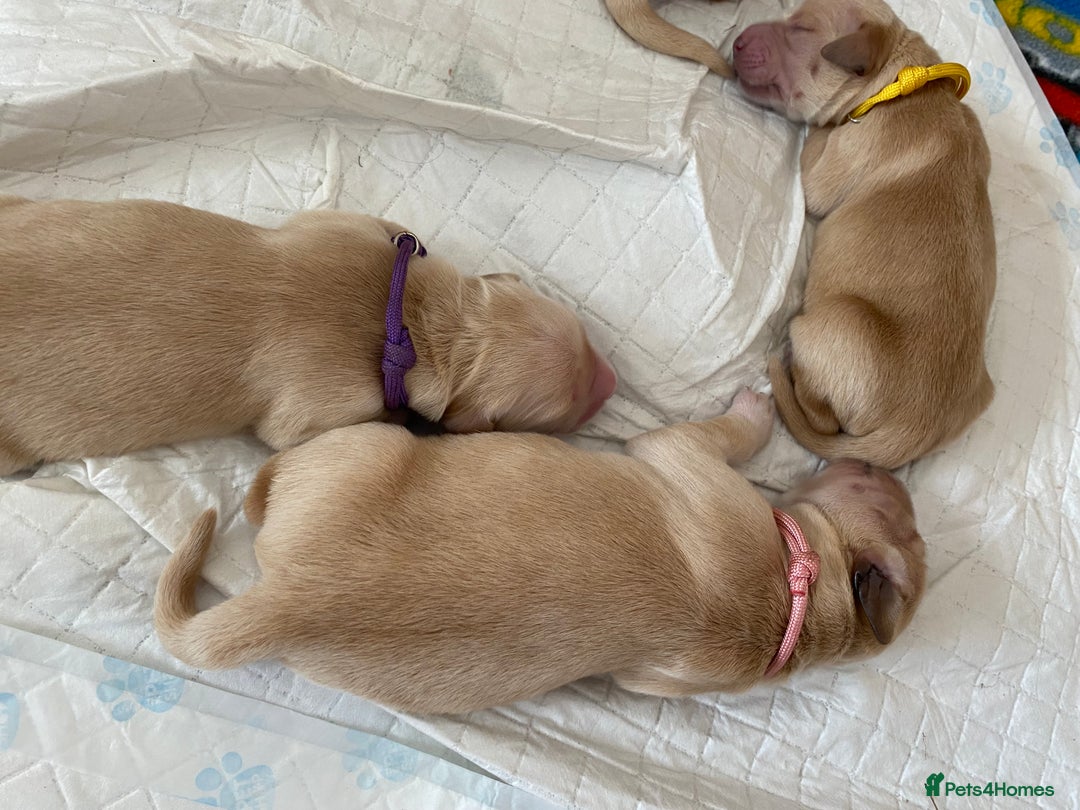 Golden Retriever dogs for sale: 🐾Sweet Golden Retriever Puppies-5 generation KC🐾 - Image 11