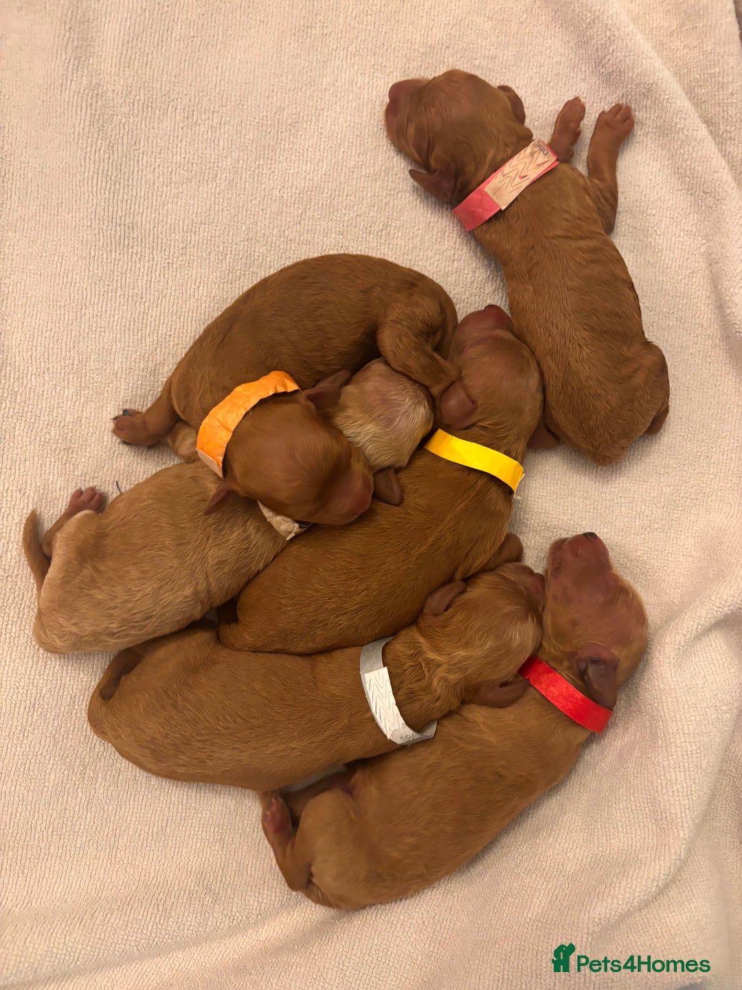 Miniature Poodle dogs for sale: **All Reserved** Stunning Deep Red Mini Poodle - Advert 21