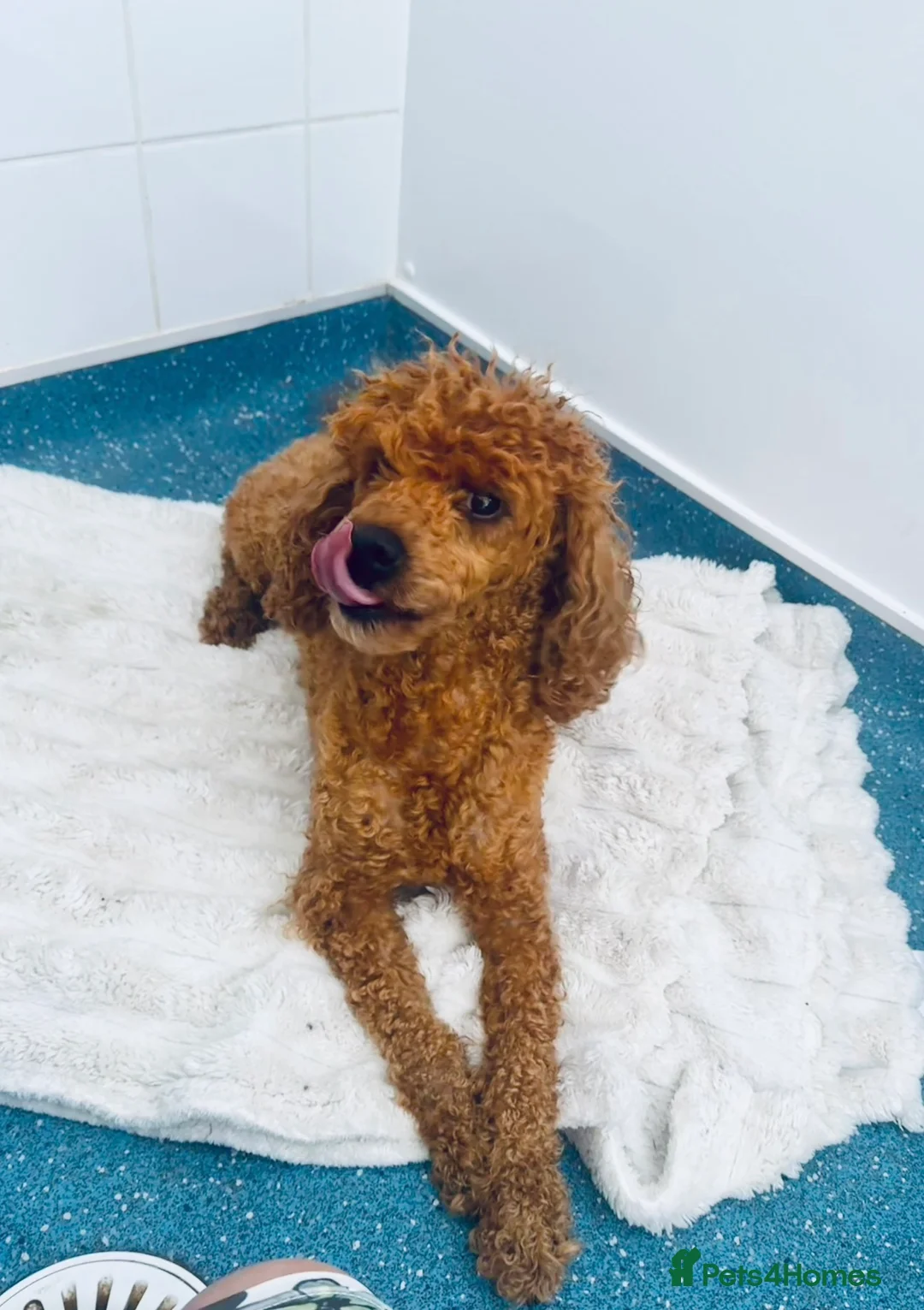 Maltipoo dogs for sale:  F1 Maltipoo puppies  - Advert 18