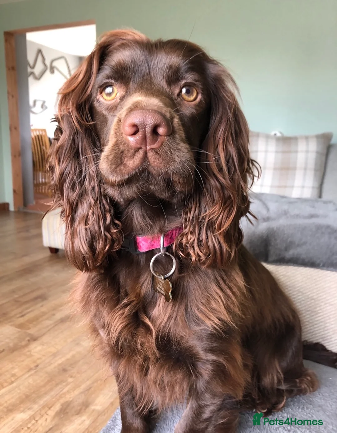 Cocker Spaniel dogs for sale: Chocolate Worker Cocker Puppies Kennel Club  - Advert 12