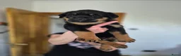 Rottweiler dogs for sale: ROTTWEILER PUPPIES FOR SALE  - Advert 3